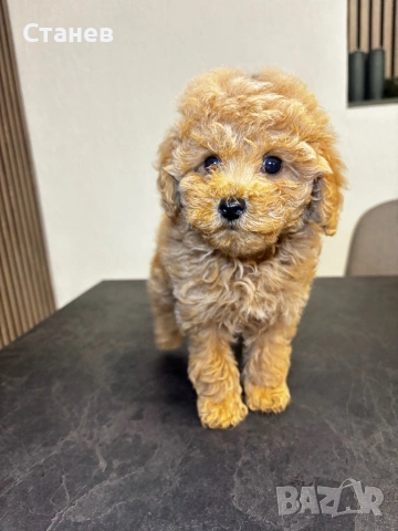 Мини Той Пудел / Mini Toy Poodle, снимка 11 - Пудели - 53305362