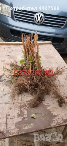 Целогодишни ягоди , снимка 11 - Разсади - 49982377