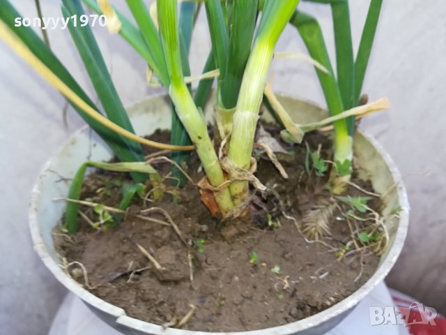 ЛУК В САКСИЯ 0502241105, снимка 6 - Градински цветя и растения - 44140446