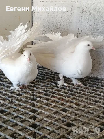 Гълъби Фенерлии гащати , снимка 8 - Гълъби - 50011093