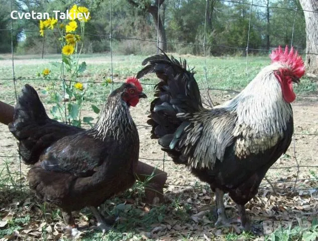 Яйца от Маран, няколко цвята , снимка 4 - Кокошки и пуйки - 49225794