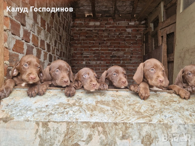 Продавам кученца