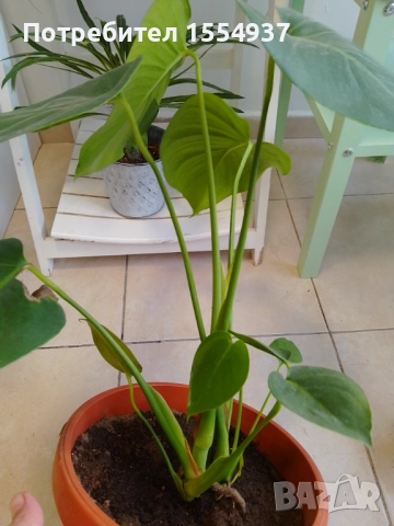 Филадендрон 60 см в саксия