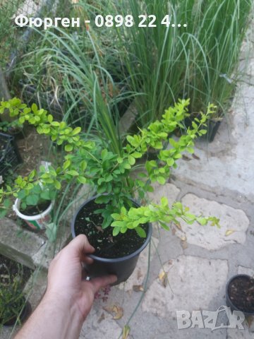 Берберис тунберги, снимка 8 - Разсади - 43662502