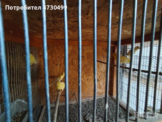 Канарчета -2025г., снимка 2 - Канари - 53387662