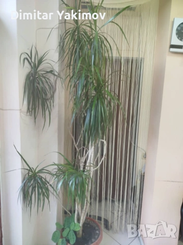 Продавам Драцена "Маргината", снимка 2 - Стайни растения - 53250145