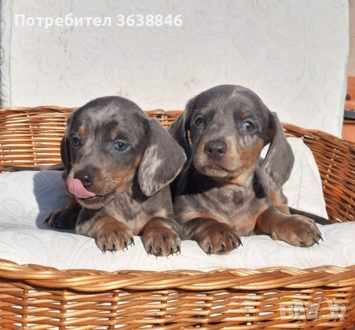 Мини късокосмести дакели