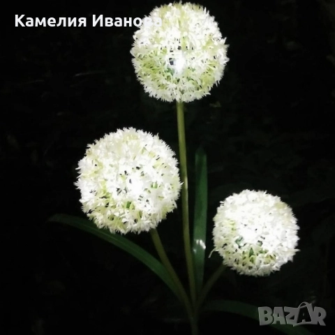Соларни LED градински светлини - цветя, снимка 3 - Прожектори - 52087706