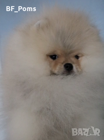 Страхотно момченце померан с родословие FCI, снимка 9 - Померан - 52918943