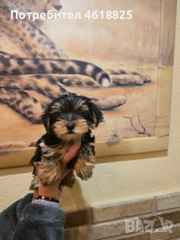 Йоркширски териери , снимка 4 - Йоркширски териер - 53220749