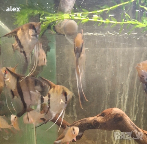 скаларии, снимка 5 - Рибки - 53266852