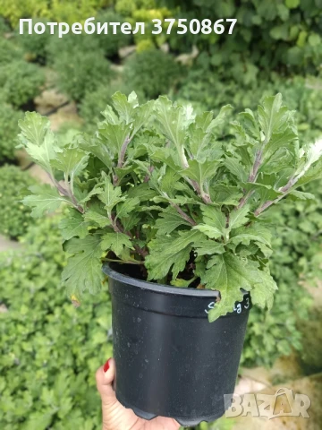 🌸🌹🌿 Едроцветна, нискостеблена, студоустойчива хризантема:, снимка 6 - Градински цветя и растения - 51281031