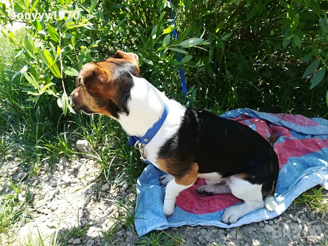 джакове сладури-търсят другарчета за игра, снимка 12 - Джак ръсел териер - 28747194