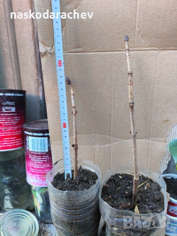 Кестен конски фиданки разсад, снимка 5 - Градински цветя и растения - 44387533