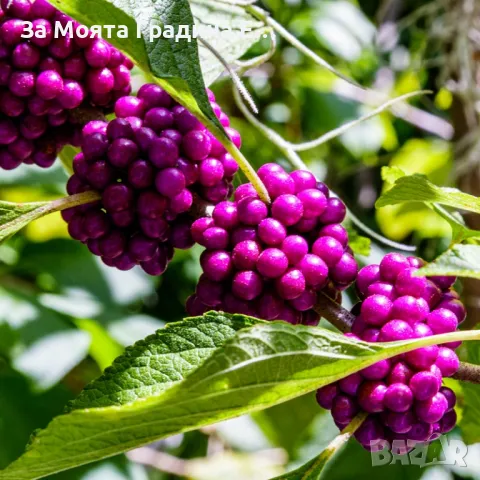 Каликарпа, снимка 2 - Градински цветя и растения - 49494405