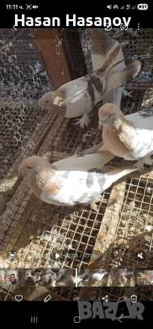 мардини , снимка 3 - Гълъби - 53302774