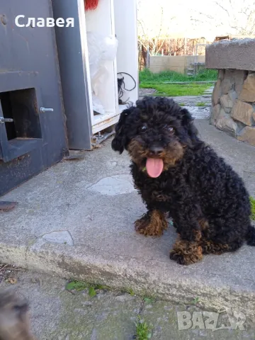 Мини пудел мъжки 