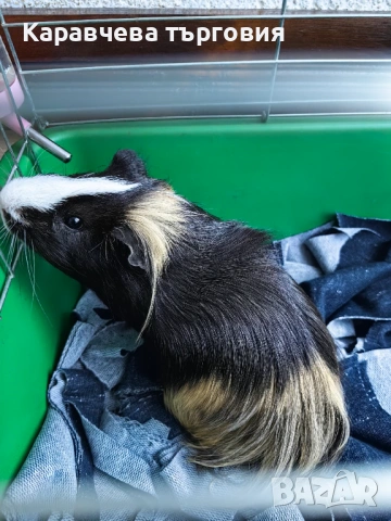 Морско свинче, снимка 3 - Морски свинчета - 53086852