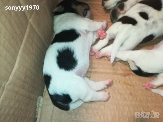 ДЖАК РЪСЕЛ 250ЛВ ЗА БРОЙ 2108251956, снимка 8 - Джак ръсел териер - 51446324