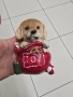 коледни фигурки кученца , снимка 2