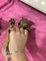 Чиху-пинчер кученца – готови за нов дом, снимка 8
