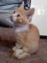Мъжки котенца търсят своя постоянен дом, снимка 3