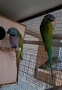 Папагали Китайски Александър/ двойка, снимка 1