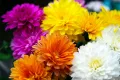 хризантеми, снимка 5