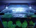 Специализирани аквариумни лампи, снимка 9