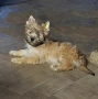 продавам йоркширски териер , снимка 4