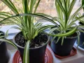 Продавам Цветя Хлорофитум (зелена лилия) - големи, снимка 4