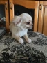 Чихуахуа  дългокосмести, снимка 4