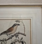 Три рамкирани принта с красиви птици, снимка 11