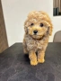 Мини Той Пудел / Mini Toy Poodle, снимка 11