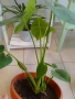 Филадендрон 60 см в саксия, снимка 1