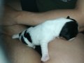 ПРОДАВАМ jack russell terrier 2305210838, снимка 7