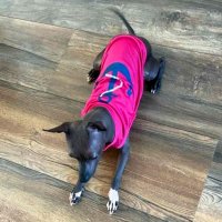 Тениски за кучета. Дрихи за куче. Блузка за куче. Синя и розова тениска за куче, снимка 6 - За кучета - 29374825