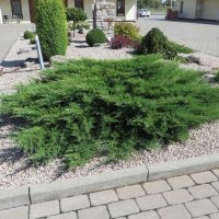 Juniperus Prince of Wales, Хвойна Принца на Уелс, снимка 2 - Градински цветя и растения - 39479127