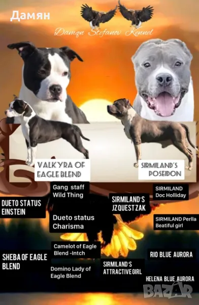 Топ Кучило Американски Стафордшир Териер!, снимка 1