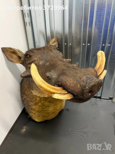 Препариран трофей брадавичеста свиня, снимка 1