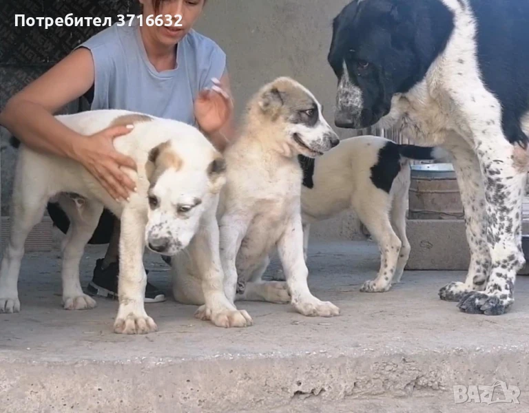 Алабай, снимка 1