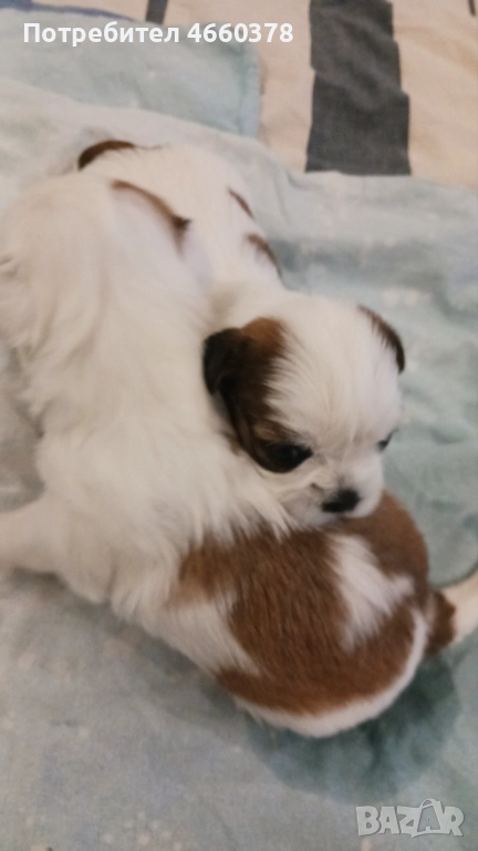 Ши тсу, снимка 1