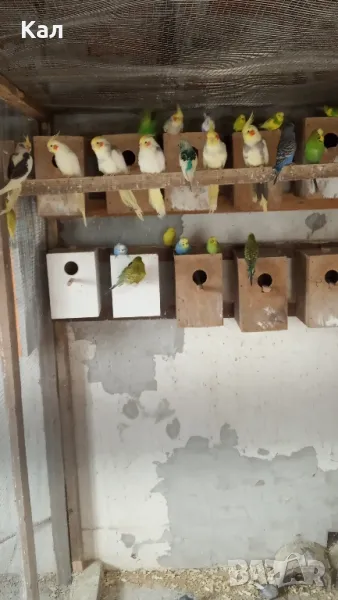 Корели, снимка 1