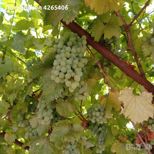 Продавам Бяло и Черно грозде реколта 2025г , снимка 1