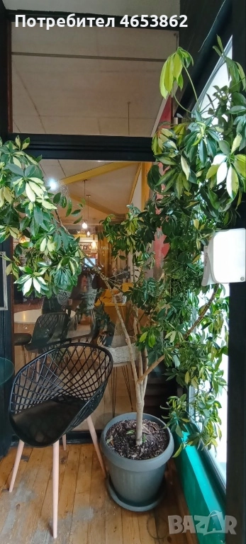 Цветя, снимка 1