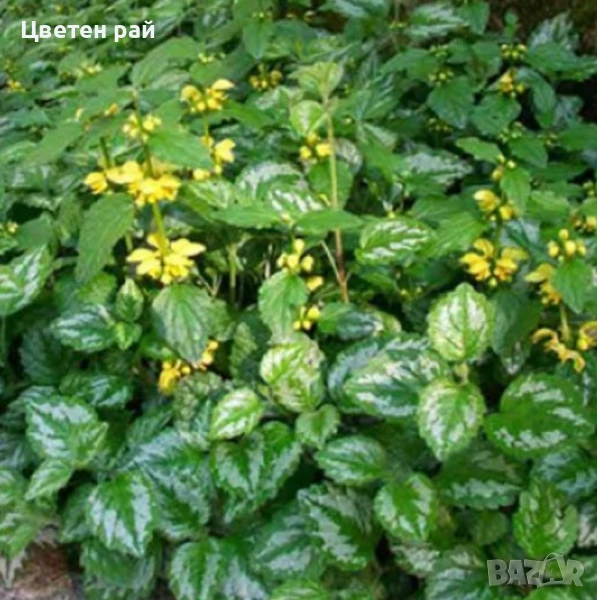 Ламиум многогодишно зимоустойчиво растение , снимка 1