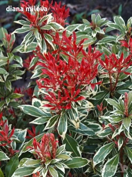 Пиерис, Pieris FLAMING SILVER, снимка 1