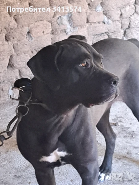 Кане корсо-женско 20 месеца, снимка 1