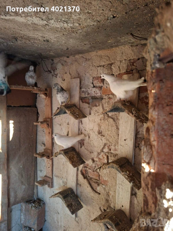 Типлери и мардини, снимка 1