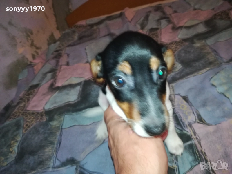 ДЖАК РЪСЕЛ-ЖЕНСКО НА 2 МЕСЕЦА 3110251531, снимка 1